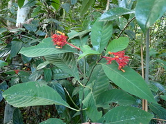 Palicourea crocea