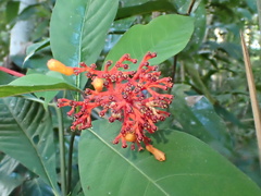 Palicourea crocea, photograph author not stated, no rights reserved