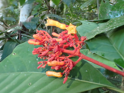 Palicourea crocea, photograph 2