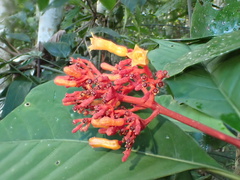 Palicourea crocea, photograph author not stated, no rights reserved
