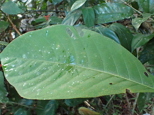 Palicourea crocea, photograph 3