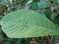 Palicourea crocea, photograph author not stated, no rights reserved
