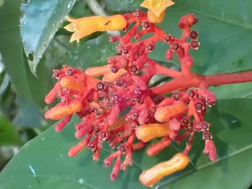 Palicourea crocea, photograph 4
