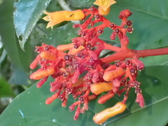 Palicourea crocea, photograph author not stated, no rights reserved