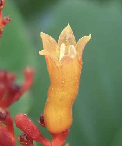Palicourea crocea, photograph 5