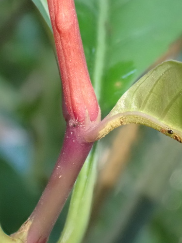 Palicourea crocea, photograph 6