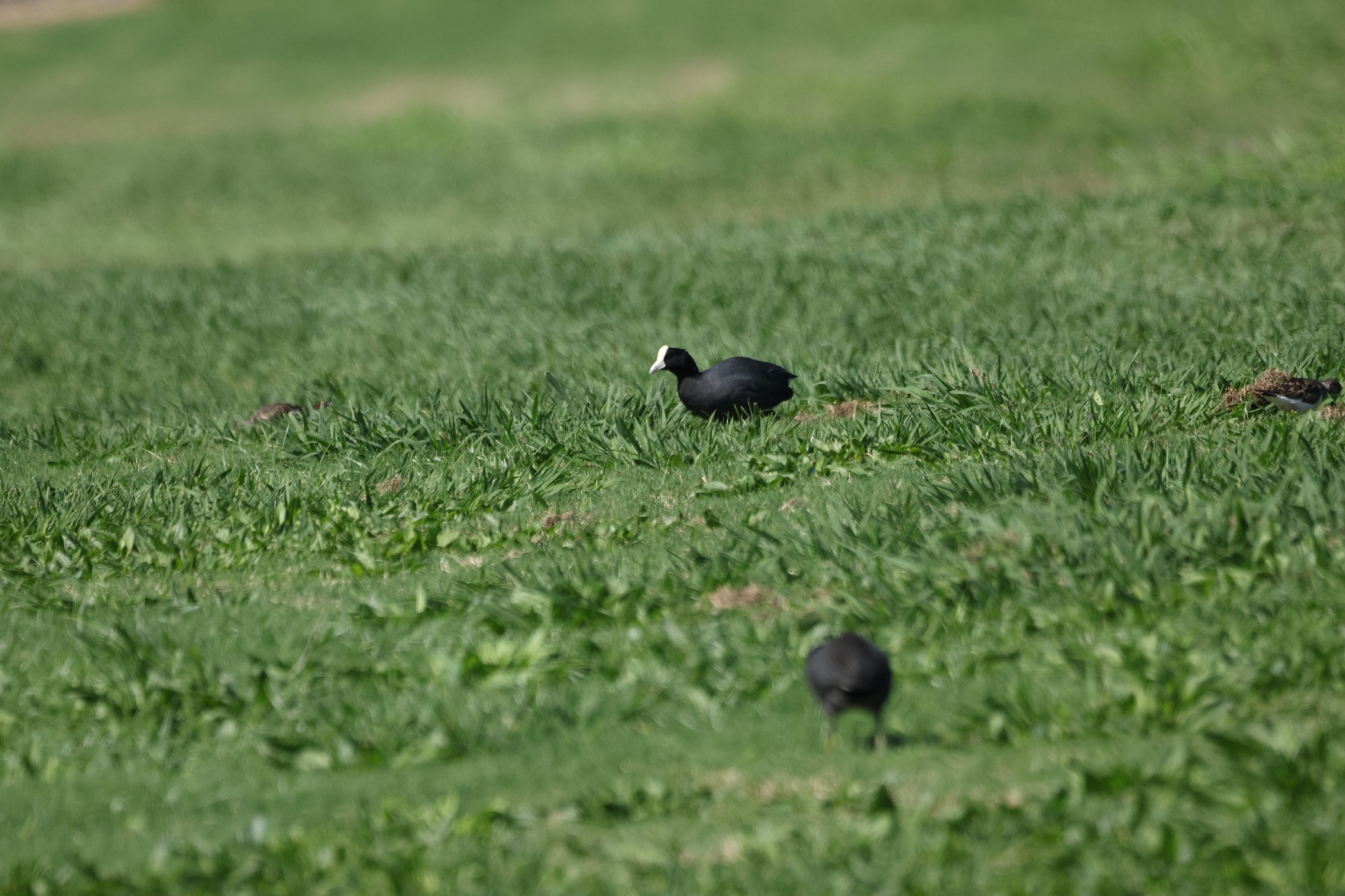 Hawaiian Coot (Fulica alai), photo 2