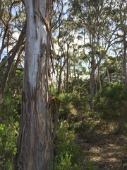 Eucalyptus globulus pseudoglobulus