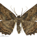 Lesser Brown Evening Moth - Photo (c) Landcare Research New Zealand Ltd., some rights reserved (CC BY)