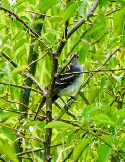 Large Elaenia (Elaenia spectabilis), photo 1