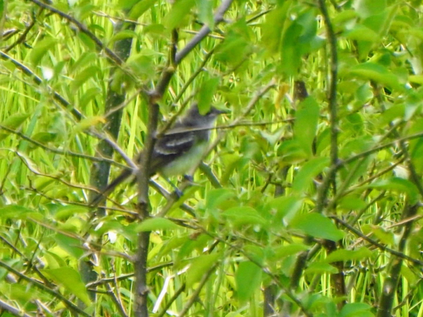 Large Elaenia (Elaenia spectabilis), photo 2