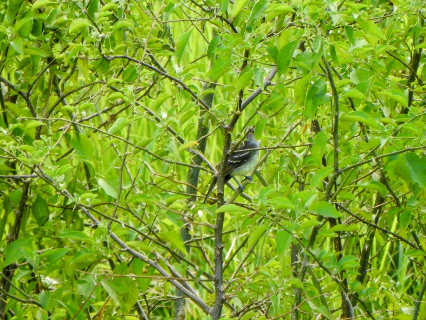 Large Elaenia (Elaenia spectabilis), photo 3