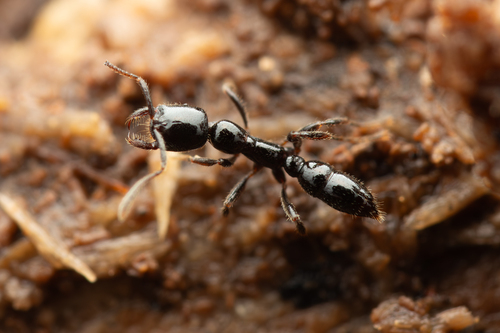 爪猛蚁属Onychomyrmex