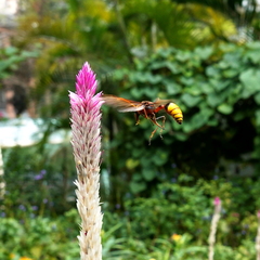 Delta pyriforme pyriforme