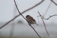 Passer domesticus