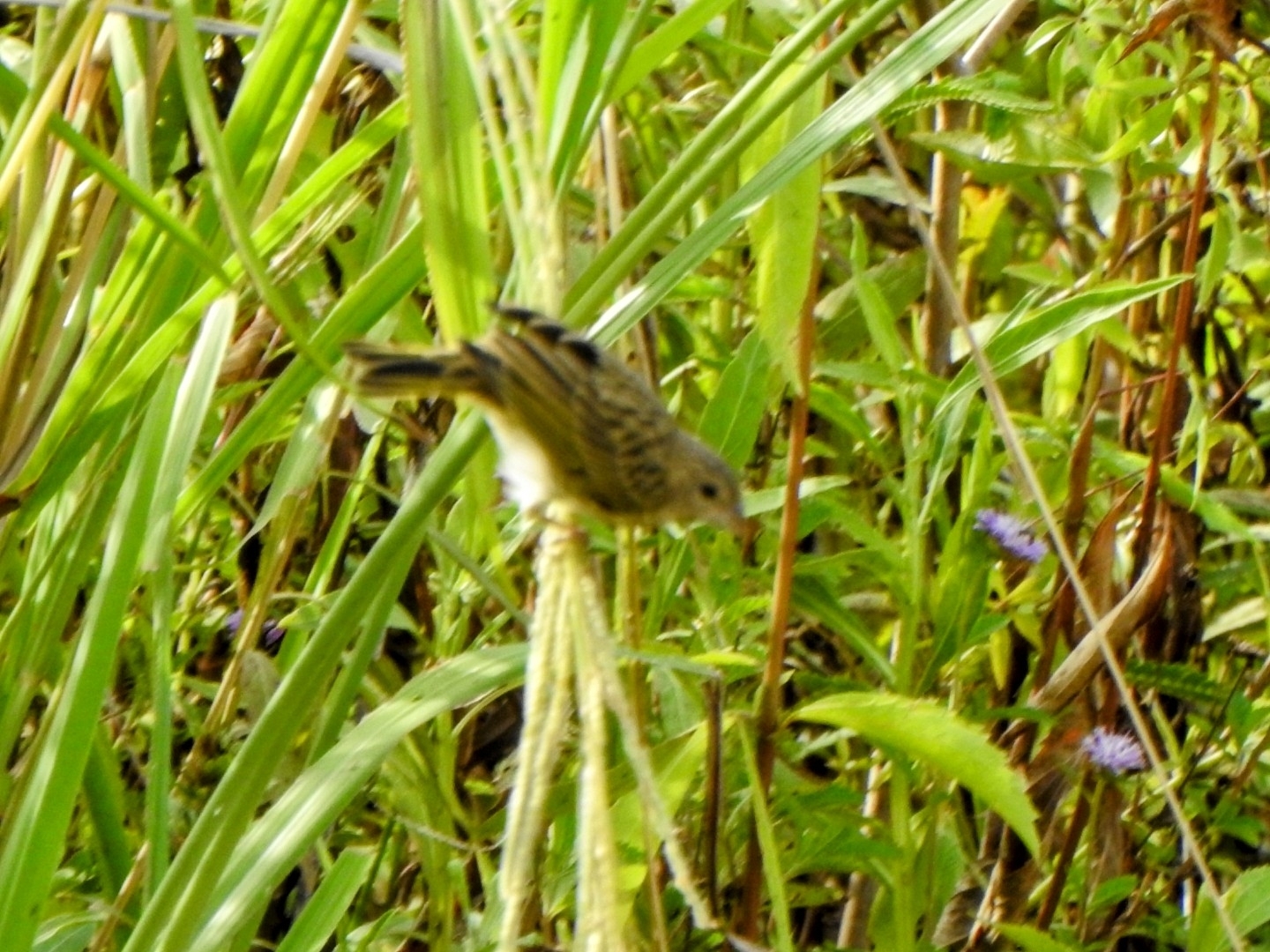 Wedge-tailed Grass Finch (Emberizoides herbicola), photo 3