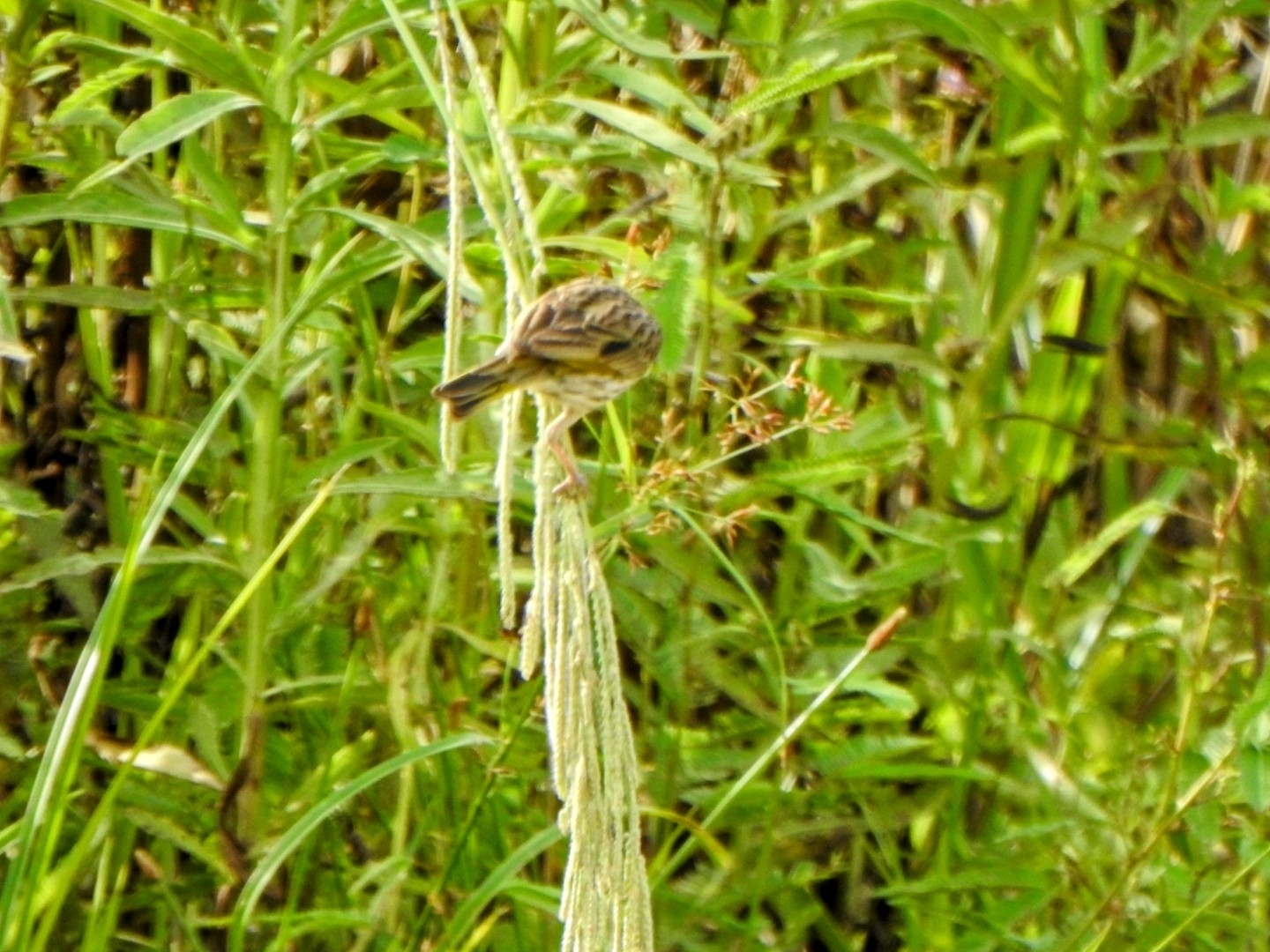 Wedge-tailed Grass Finch (Emberizoides herbicola), photo 4