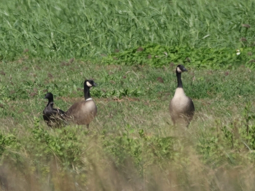 Branta hutchinsii, 2026-01-31