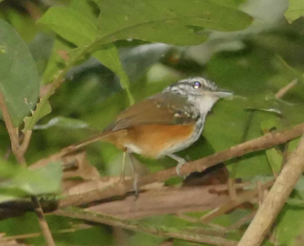 Guianan Warbling Antbird (Hypocnemis cantator), photo 7