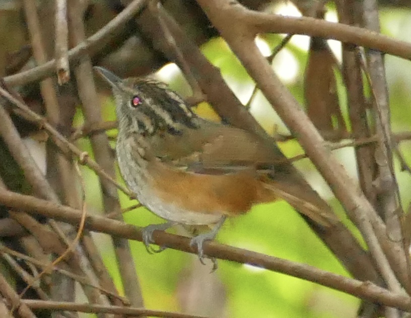 Guianan Warbling Antbird (Hypocnemis cantator), photo 6