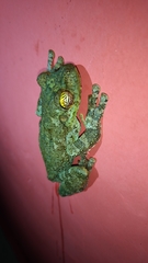 Itapotihyla langsdorffii