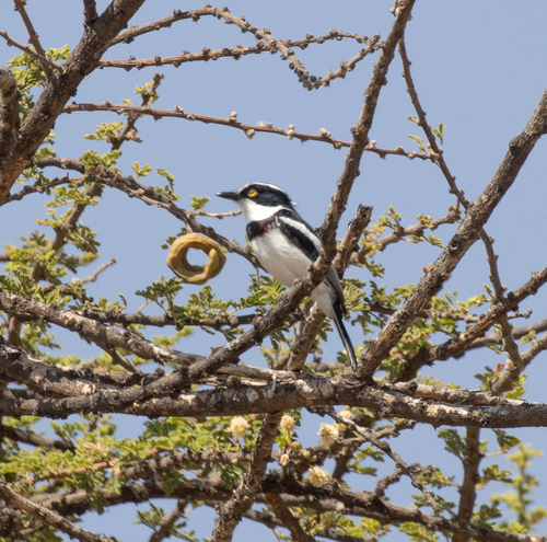 Western Black-headed Batis (Batis erlangeri)