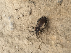 Spartocera alternata