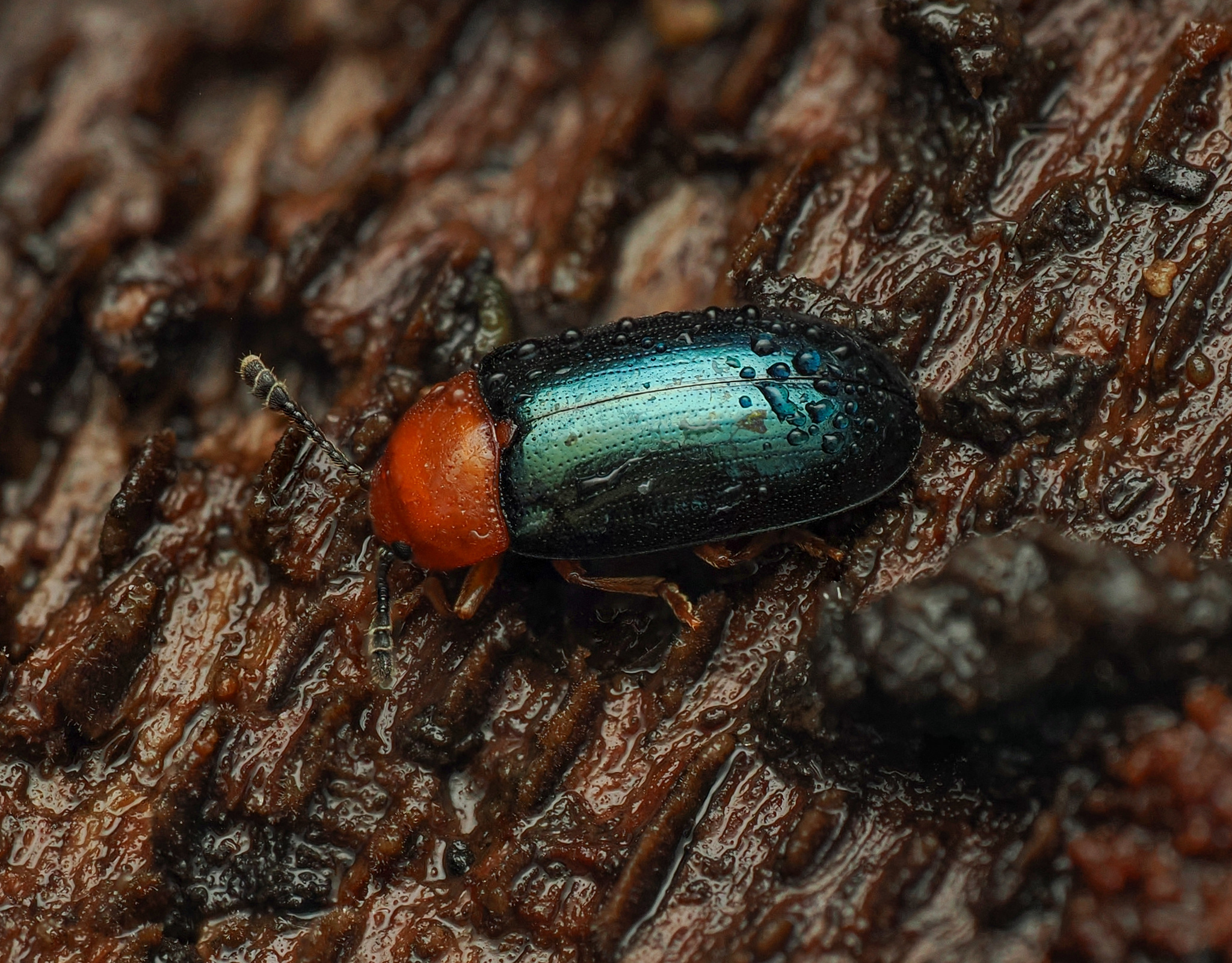 Triplax aenea