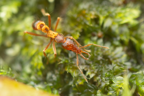 Strumigenys philiporumStrumigenys philiporum
