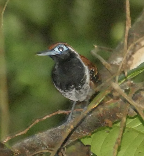 Ferruginous-backed Antbird (Myrmoderus ferrugineus), photo 4