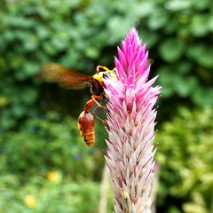 Delta pyriforme pyriforme