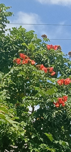 Spathodea campanulata