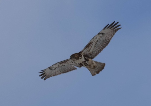 Red-tailed Hawk