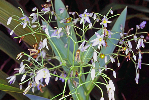 Rhuacophila javanica observed 2024-01-01