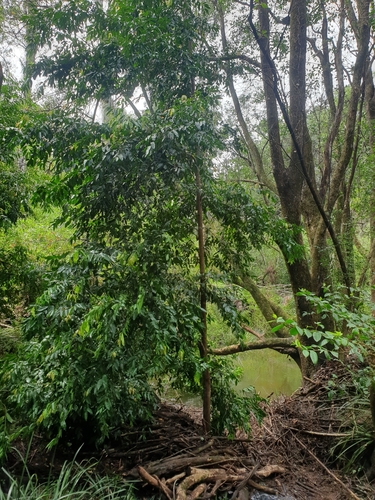 Syzygium anisatum, photograph 5