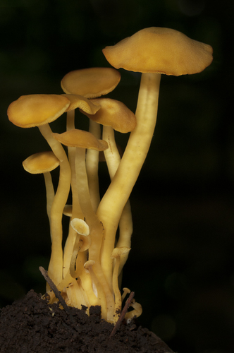 Tricholomopsis aurea