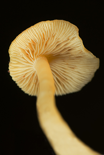 Tricholomopsis aurea