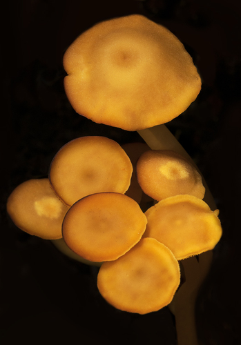 Tricholomopsis aurea
