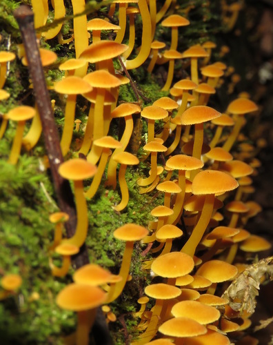 Tricholomopsis aurea
