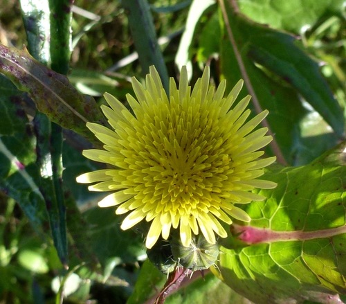 iNaturalist observation photo of Common Sow-thistle