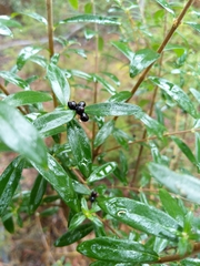 Pimelea drupacea