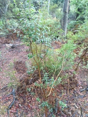 Pimelea drupacea