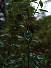 Pimelea drupacea