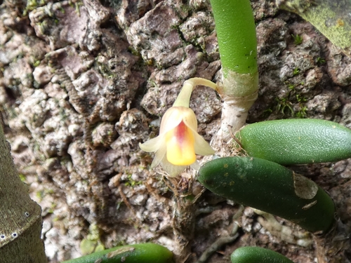 Common Button Orchid (Dendrobium lichenastrum)