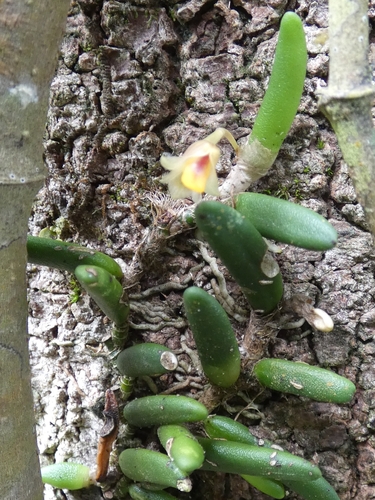 Dendrobium lichenastrum, photograph 1