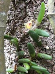 Dendrobium lichenastrum, photograph (c) Kai Squires, some rights reserved (CC BY)