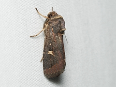 Proteuxoa hydraecioides