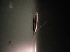 Erechthias stilbella