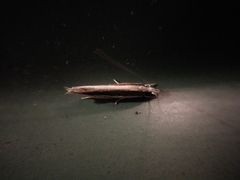 Erechthias stilbella