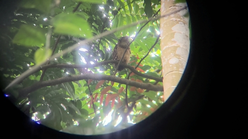 Buffy Fish Owl (Ketupa ketupu), photo 4